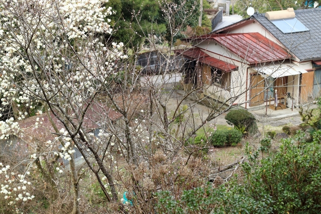 空き家と桜の木