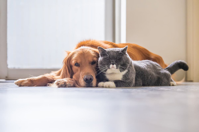 犬と猫